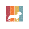 wire-haired dachshund