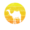 Camel Desert Dromedary Hump Animal