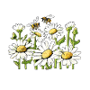 Easiliy Distracted By Marguerites