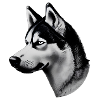 Dessin Husky noir et blanc