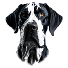 Dogge - Great Dane
