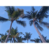 Palm tree