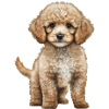 POODLE