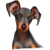 Dobermann Hund Dobermanntrainer Dobermannwelpe