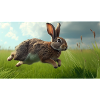 Jumping Rabbit
