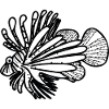 Oceanic Feuerfisch