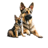 Deutscher Schäferhund Hund Hunderasse