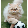 Persian Cat Negan game Soccer
