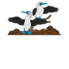 Galapagos Islands