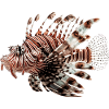 Lionfish are predators