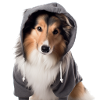 Shetland Sheepdog 2