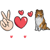 Longhair Collie Rough Collie Dog