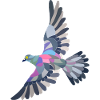 pigeon flies
