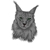 Maine Coon Cat