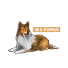 Longhair Collie Rough Collie Dog