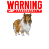 Longhair Collie Rough Collie Dog