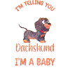 Teckel Chiens Dog Love