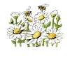 Marguerites Gänseblümchen Sommer Gänseblümchen Blumengarten