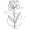 Wildflower Sketch