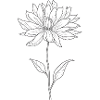 Drawn flower: dahlia