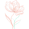 Large flower head, sketch