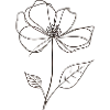 Flower individually as a drawing