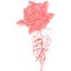 Rose squelette