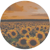 Tournesols