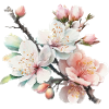 Cerisiers enchanteurs en fleurs