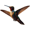Hummingbirds defend their territory