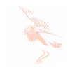 Bekassine Himmelsziege Vogel