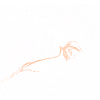 Snipe Sky Goat Animal