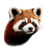 Red panda