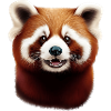 Red panda