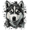 Chiot Husky