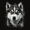Chiot Husky