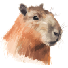 Capybara picture painted