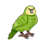 Kawaii Kakapo