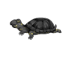 Kawaii pond turtle