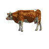 Dessin d’une vache Simmental