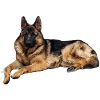German Shepherd C Lasse