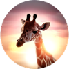 Young giraffe in sunset