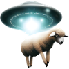Sheep abduction by UFO