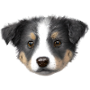 Dog Owner Australian Shepherd Puppy