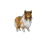 Longhair Collie Rough Collie Dog