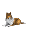 Longhair Collie Rough Collie Dog