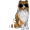 Longhair Collie Rough Collie Dog
