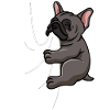Biting French Bulldog