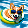 Corgi3