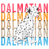 Dalmatian Pet Dog Owner Love